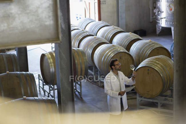 Vintner en bata de laboratorio examinando el vino en bodega - foto de stock