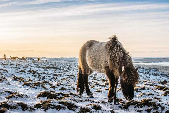 Pâturage de chevaux sauvages dans un paysage enneigé, Hofn, Islande — Photo de stock