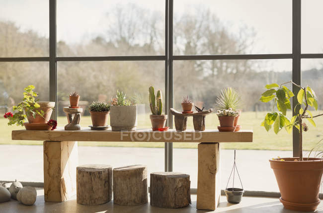 Касті і горщики рослини, що ростуть у вікні сонячної кімнати — стокове фото