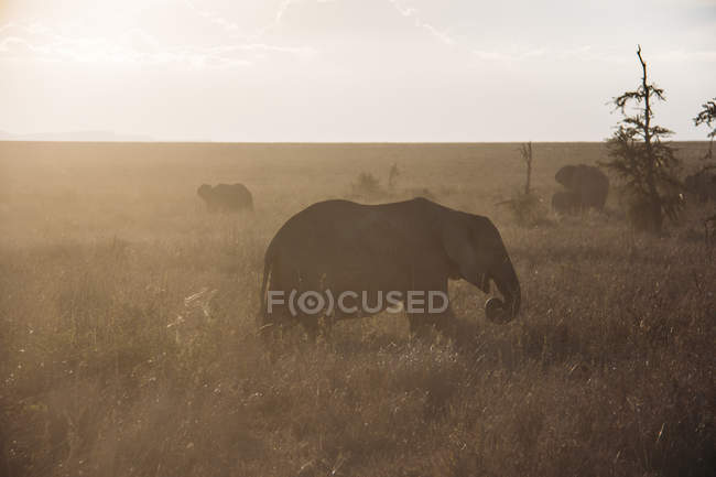 Éléphant marchant dans l'herbe du désert, Serengeti, Tanzanie — Photo de stock