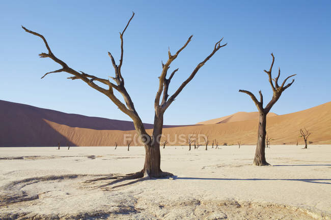 Вид на голые деревья, песчаные дюны и голубое небо в солнечной пустыне — стоковое фото