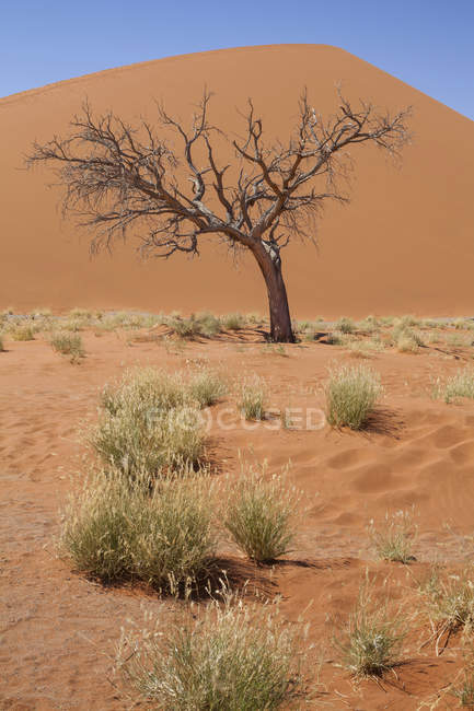 Vista di albero nudo, erba, dune di sabbia e cielo blu nel deserto soleggiato — Foto stock