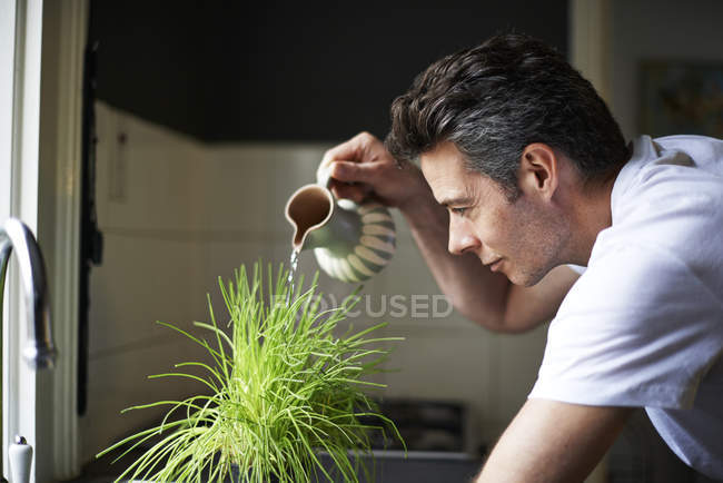 Hombre en la cocina, utilizando jarra, planta de riego - foto de stock