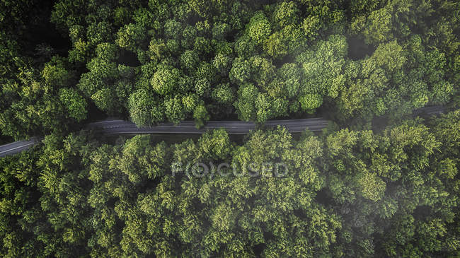 Vista aérea aérea de la carretera entre árboles verdes, Naestved, Dinamarca - foto de stock