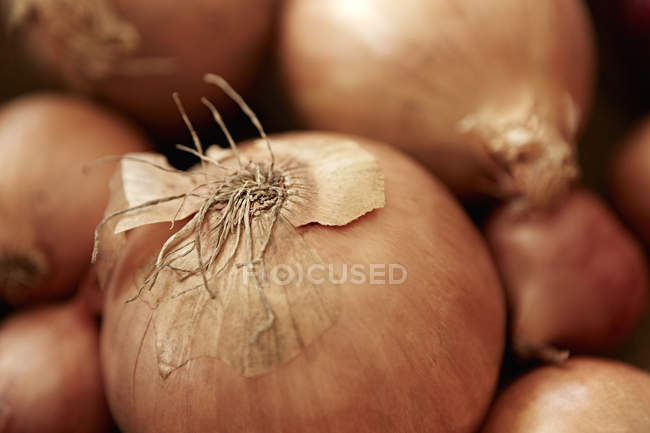 Bodegón de cerca cuadro completo de cebolla fresca, orgánica, sana, rústica con piel y raíces - foto de stock
