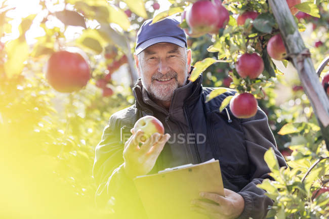 Porträt lächelnder Bauer mit Klemmbrett, der rote Äpfel im sonnigen Obstgarten inspiziert — Stockfoto
