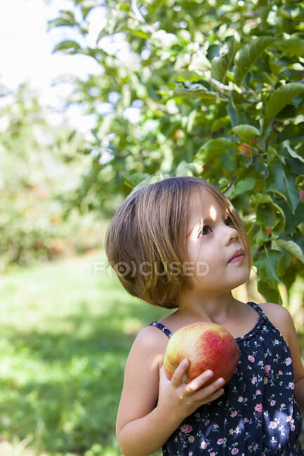 Neugieriges Mädchen pflückt Apfel im Obstgarten — Stockfoto