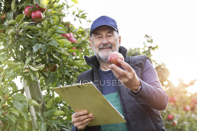 Maschio agricoltore con appunti che ispeziona le mele nel frutteto — Foto stock