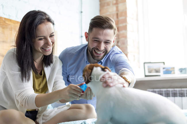 Lächelndes Paar streichelt Jack Russell Terrier-Hund auf Bett — Stockfoto