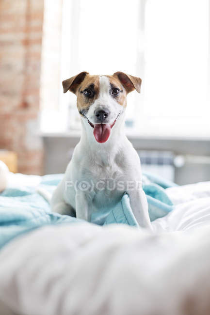 Curioso Jack Russell Terrier perro en la cama con la lengua fuera - foto de stock