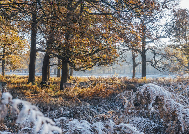 Alces entre heladas cubiertas de bosques otoñales, Richmond, Londres - foto de stock