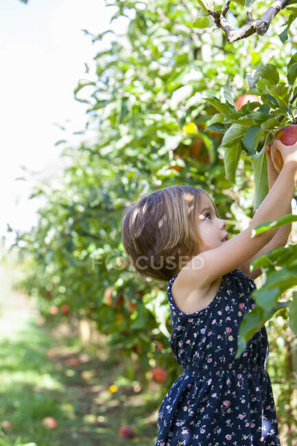 Menina pegando maçã da árvore de maçã no pomar — Fotografia de Stock