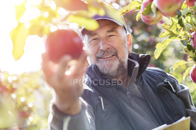 Lächelnder Bauer erntet Äpfel im sonnigen Obstgarten — Stockfoto