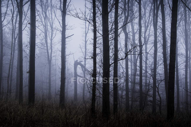 Árboles forestales de invierno etéreos envueltos en niebla, Naestved, Dinamarca - foto de stock