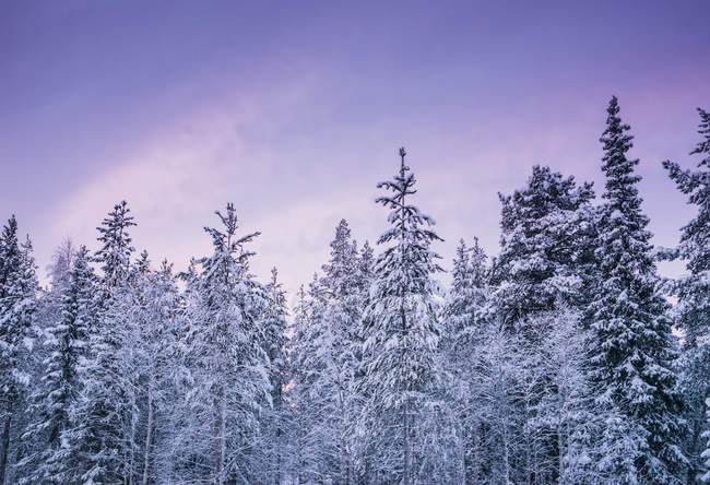 Alto, alberi di foresta innevati contro il cielo invernale viola, Lapponia, Finlandia — Foto stock