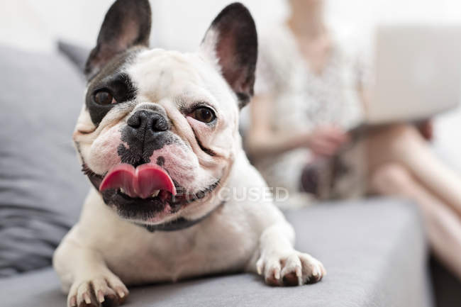 Close up portrait French Bulldog with tongue out on sofa — Stock Photo