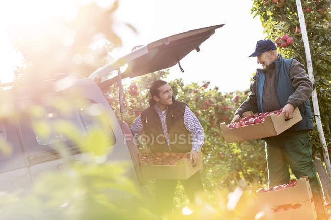 Fermiers mâles chargeant des pommes dans une voiture dans un verger ensoleillé — Photo de stock