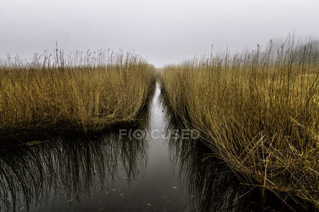 Erba tranquilla che cresce in acqua, Avnoe, Danimarca — Foto stock