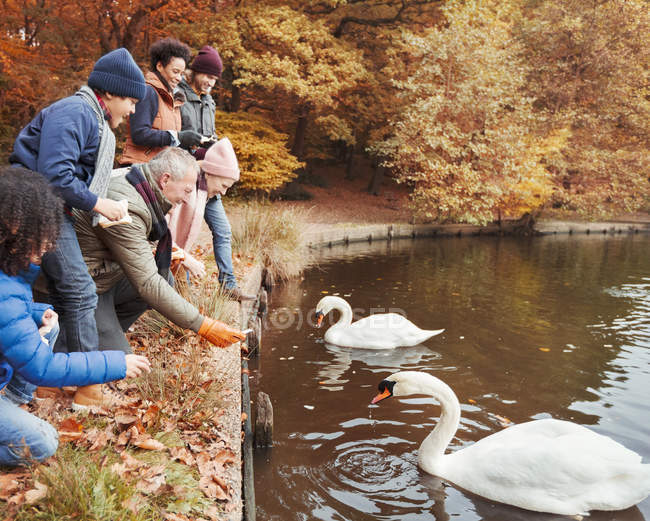 Семья из нескольких поколений кормит лебедей у пруда в осеннем парке — стоковое фото