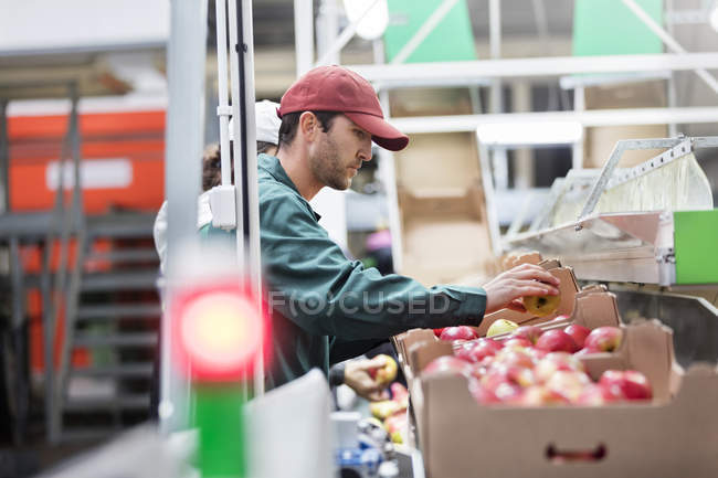 Чоловік-працівник оглядає яблука на харчовому заводі — стокове фото