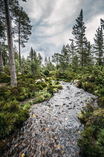 Тихий осенний поток среди деревьев в отдаленных лесах, Лох-ан-Эйлейн, Шотландия — стоковое фото