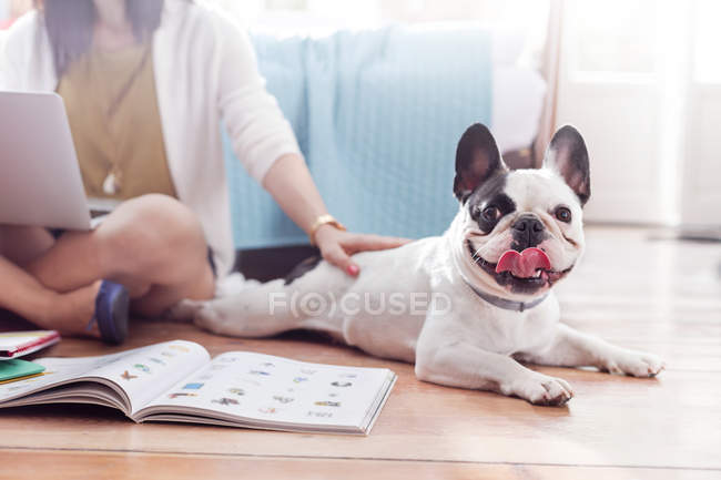 Retrato Bulldog francés tendido en el suelo - foto de stock