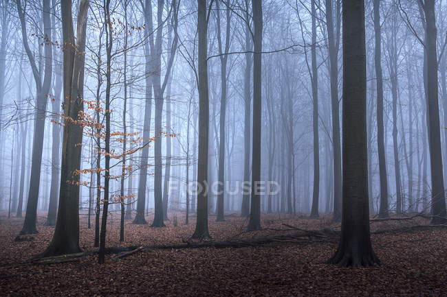Folhas de outono em árvore pequena e chão da floresta, Naestved, Dinamarca — Fotografia de Stock