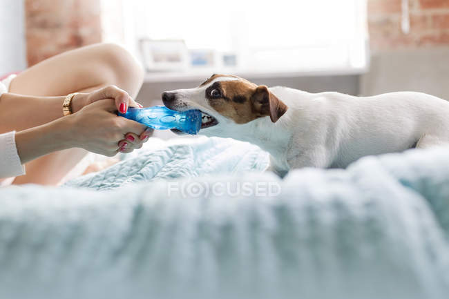 Mulher e Jack Russell Terrier cão brincando com brinquedo na cama — Fotografia de Stock