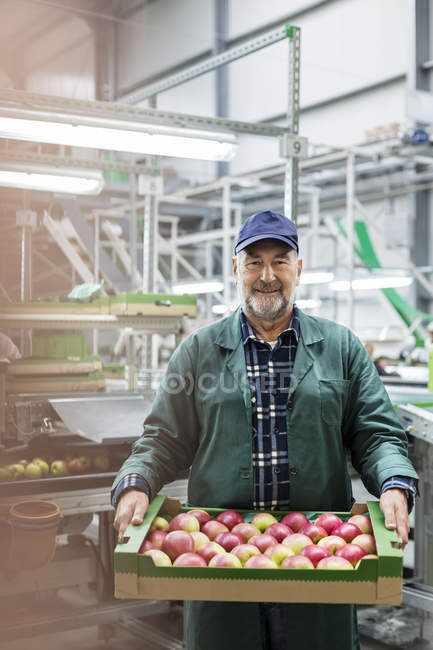 Портрет усміхненого працівника, що носить коробку з яблуками на харчовому заводі — стокове фото