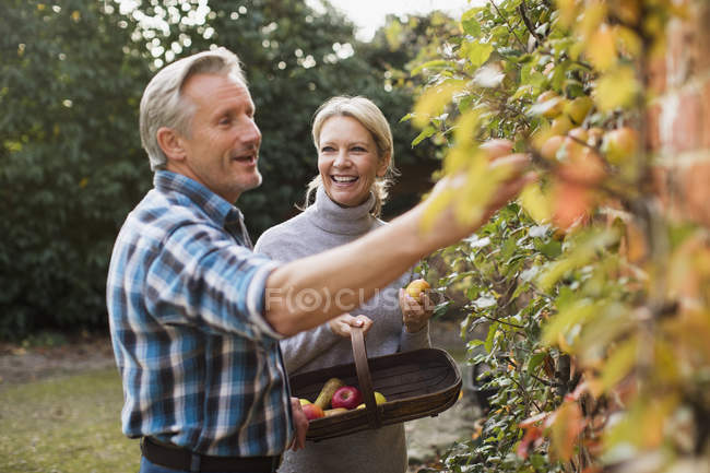 Maduro casal caucasiano colhendo frutas no doméstico no jardim — Fotografia de Stock