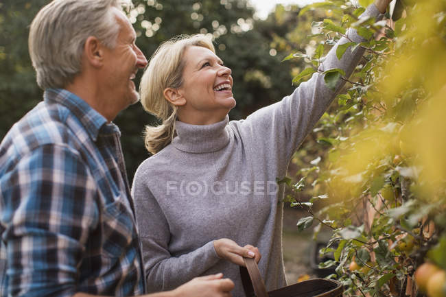 Mature couple caucasien cueillette de fruits dans domestique dans jardin — Photo de stock