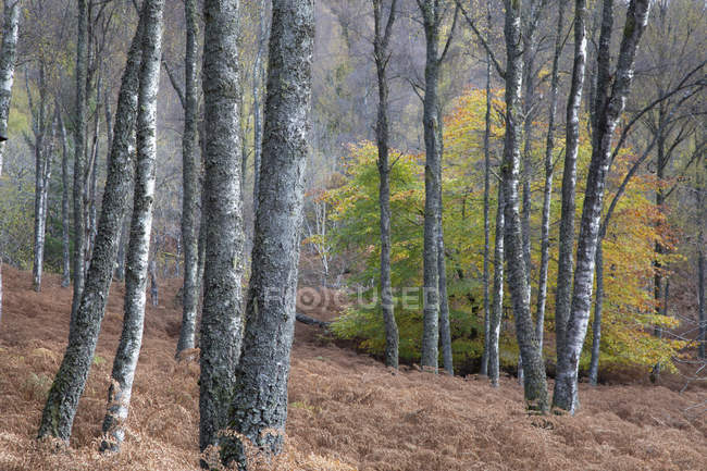 Foglie autunnali nei boschi tranquilli, Scozia — Foto stock