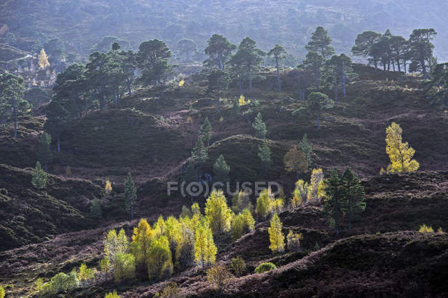 Hojas de otoño que cambian de color en los árboles en el paisaje ondulado, Glen Cannich, Escocia - foto de stock