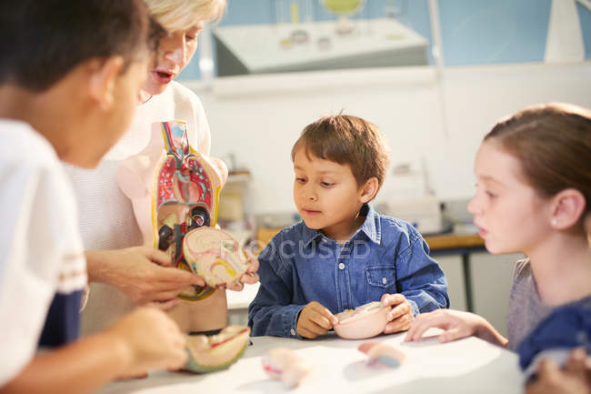 Teacher and students looking at anatomical model exhibit in science center — Stock Photo