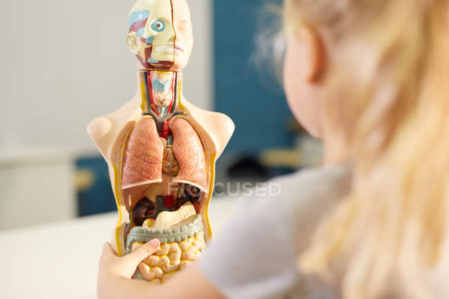 Curiosa colegiala mirando el modelo anatómico - foto de stock