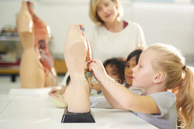 Любопытная девушка играет с анатомической моделью — стоковое фото