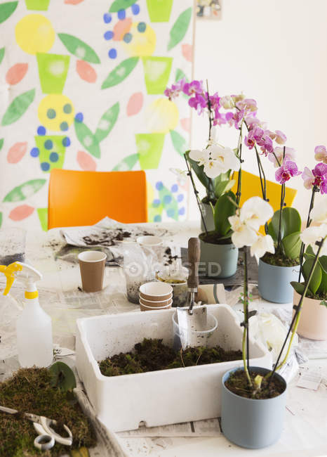 Orquídeas e solo de vaso na tabela de classes de arranjo de flores — Fotografia de Stock