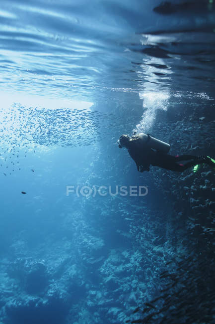 Woman scuba diving underwater among school of fish, Vava'u, Tonga, Pacific Ocean — Stock Photo
