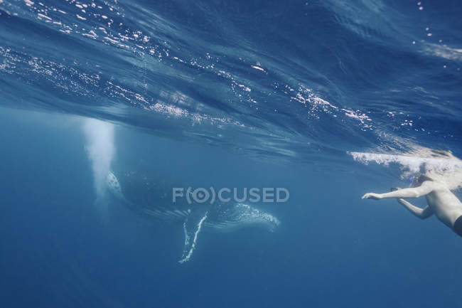 Homem nadando perto de baleia jubarte, Vava 'u, Tonga, Oceano Pacífico — Fotografia de Stock
