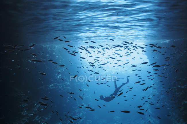 Mujer joven buceando bajo el agua entre la escuela de peces, Vava 'u, Tonga, Océano Pacífico - foto de stock
