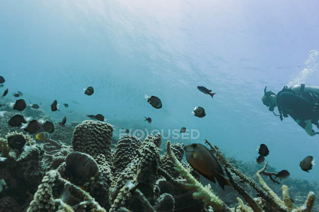 Homme plongée sous-marine parmi les poissons tropicaux, Vava'u, Tonga, Océan Pacifique — Photo de stock