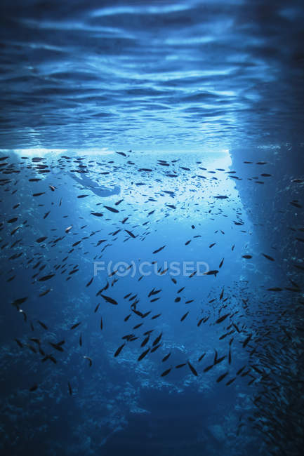 Junge Frau schnorchelt unter Wasser zwischen Fischschwärmen, Vava 'u, Tonga, Pazifik — Stockfoto