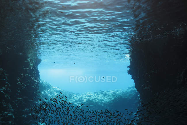 Fischschwärme schwimmen unter Wasser, Vava 'u, Tonga, Pazifischer Ozean — Stockfoto