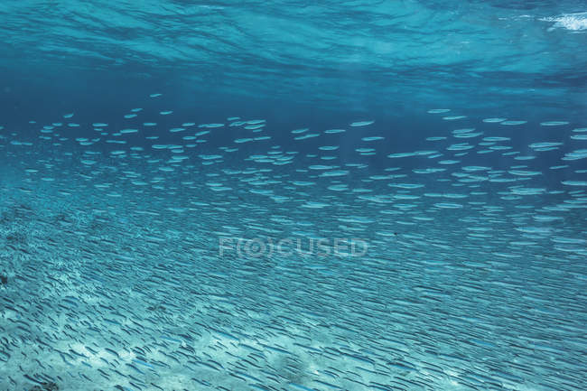 School of fish swimming underwater in blue ocean, Vava'u, Tonga, Pacific Ocean — Stock Photo