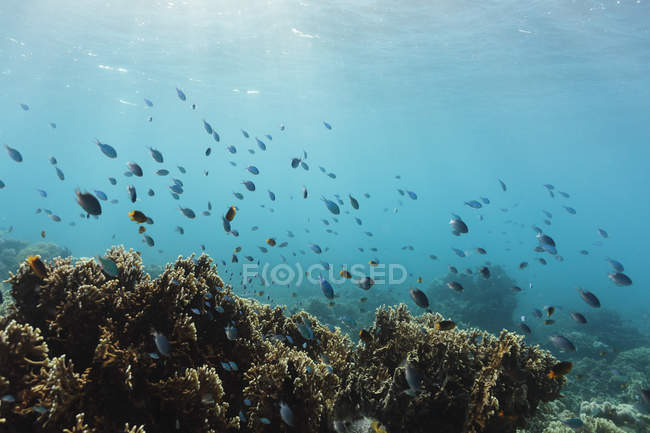 Poissons tropicaux nageant parmi les récifs sous-marins, Vava'u, Tonga, Océan Pacifique — Photo de stock