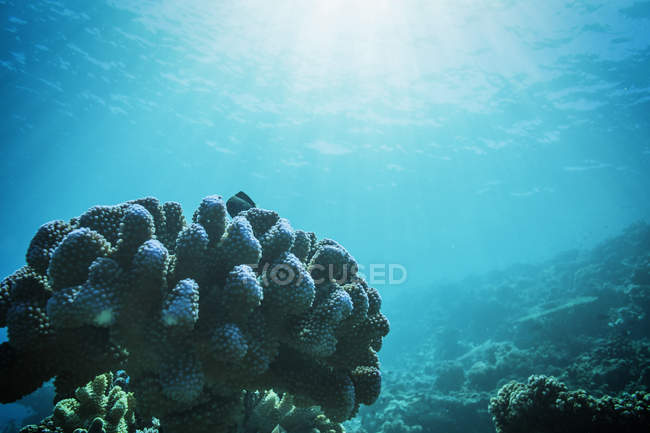 Sun shining over tropical underwater ocean reef, Vava'u, Tonga, Pacific Ocean — Stock Photo