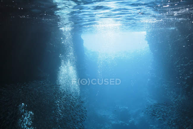 Ecoles de poissons nageant sous l'eau dans l'océan bleu tranquille, Vava'u, Tonga, Océan Pacifique — Photo de stock