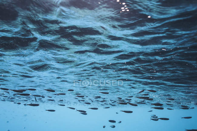 Риба плавання під водою під поверхнею, Vava'u, Тонга, Тихий океан — стокове фото