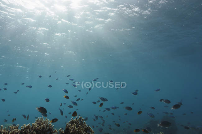 Солнце светит над тропическими рыбами, плавающими под водой, Ваву, Тонга, Тихий океан — стоковое фото