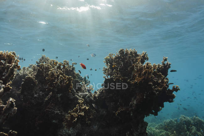 Тропические рыбы, плавающие под водой среди рифов, Вавау, Тонга, Тихий океан — стоковое фото